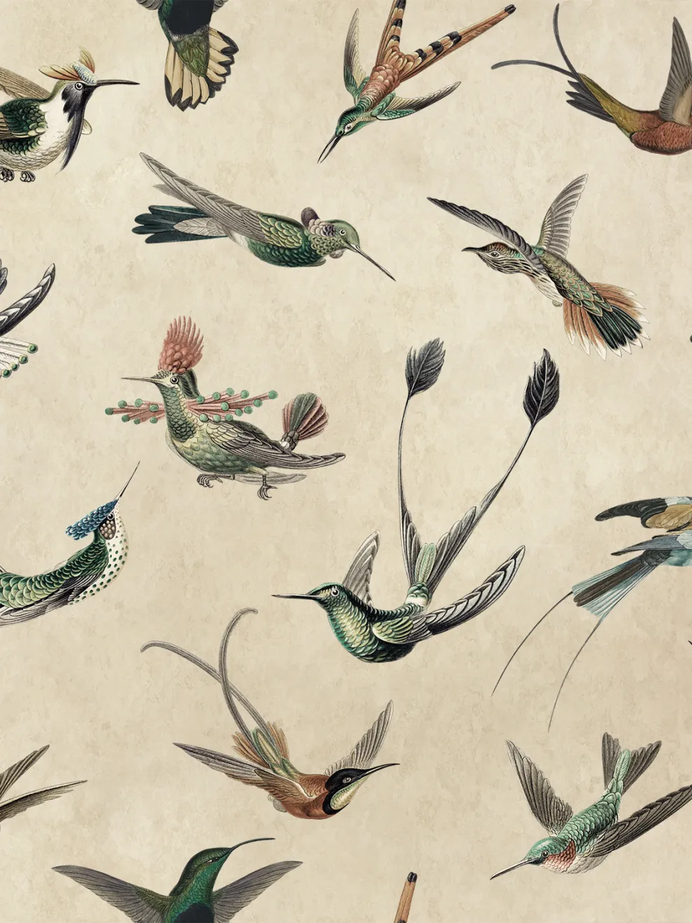 Antique Hummingbirds Wallpaper Mural