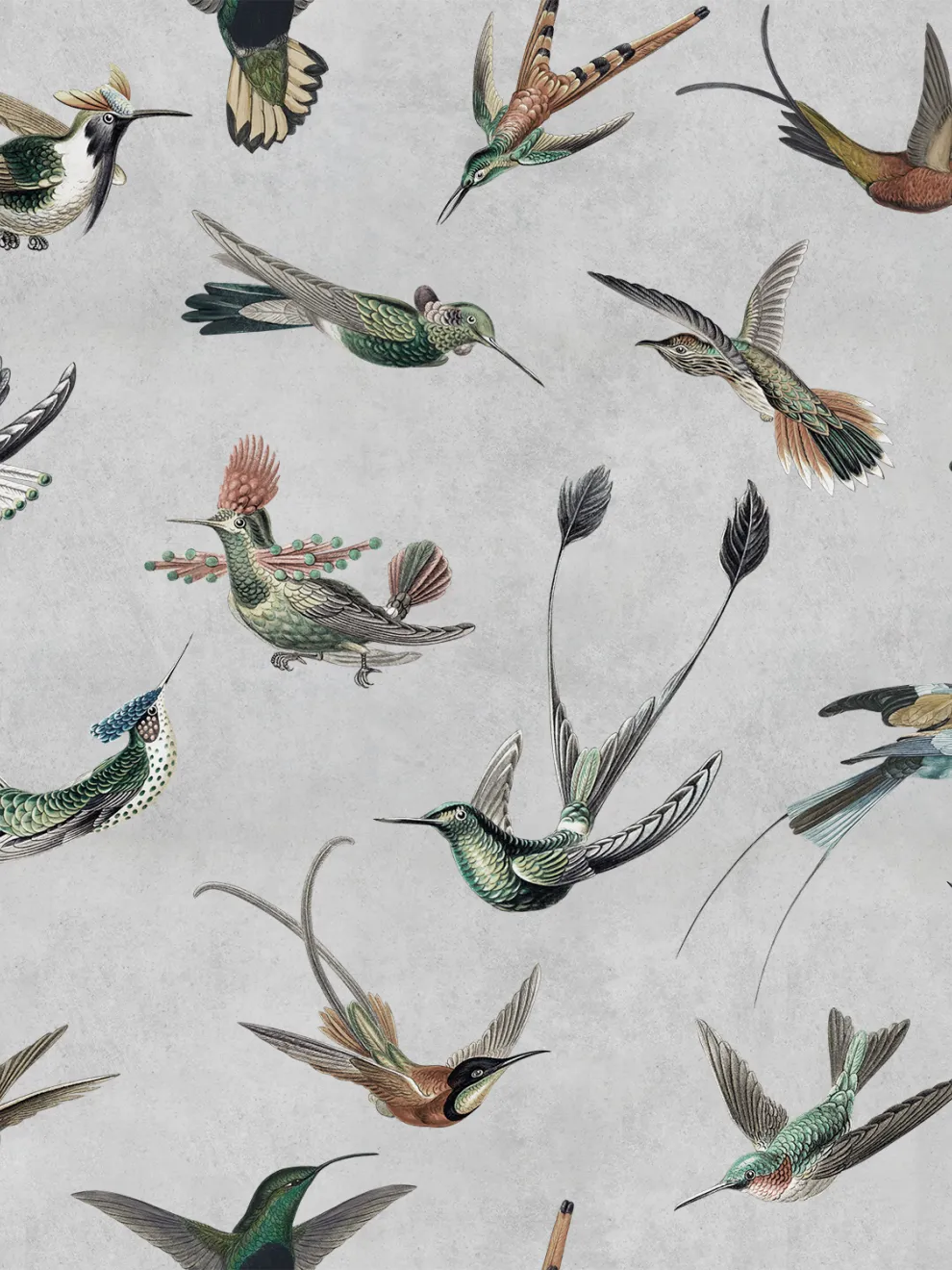 Antique Hummingbirds Wallpaper Mural