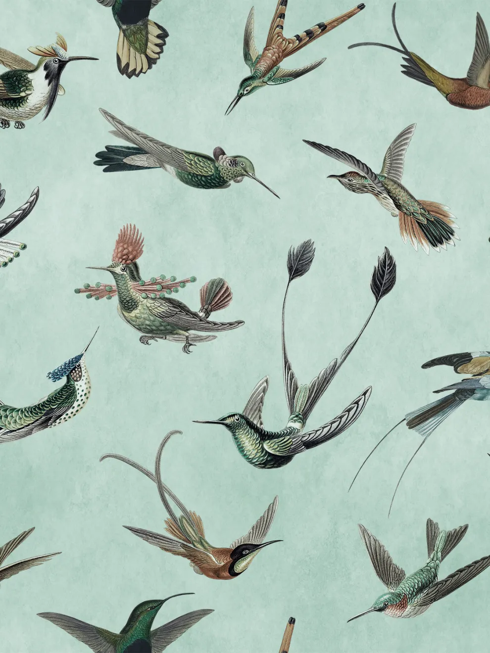 Antique Hummingbirds Wallpaper Mural