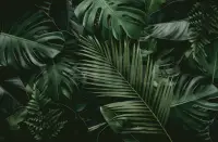 Tropical Jungle Leaves Wallpaper Mural