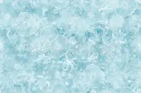 Aqua Marine Life Ocean Wallpaper Mural