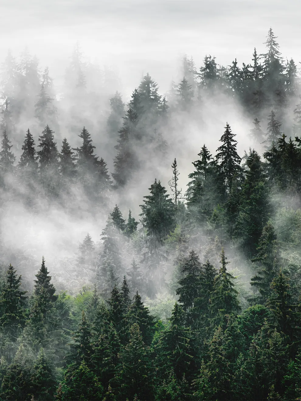 Serene Misty Forest Landscape Wallpaper Mural