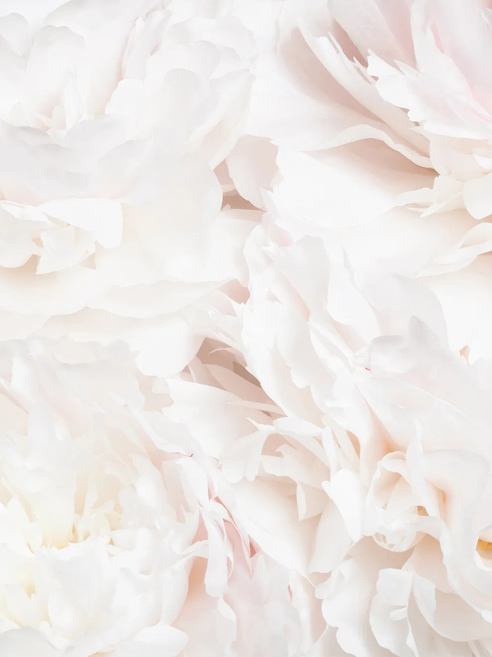 Soft Blush Peony Petals Luxurious Wallpaper Mural