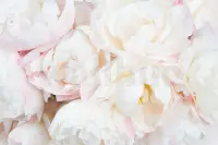 Soft Blushing Peony Wallpaper Mural