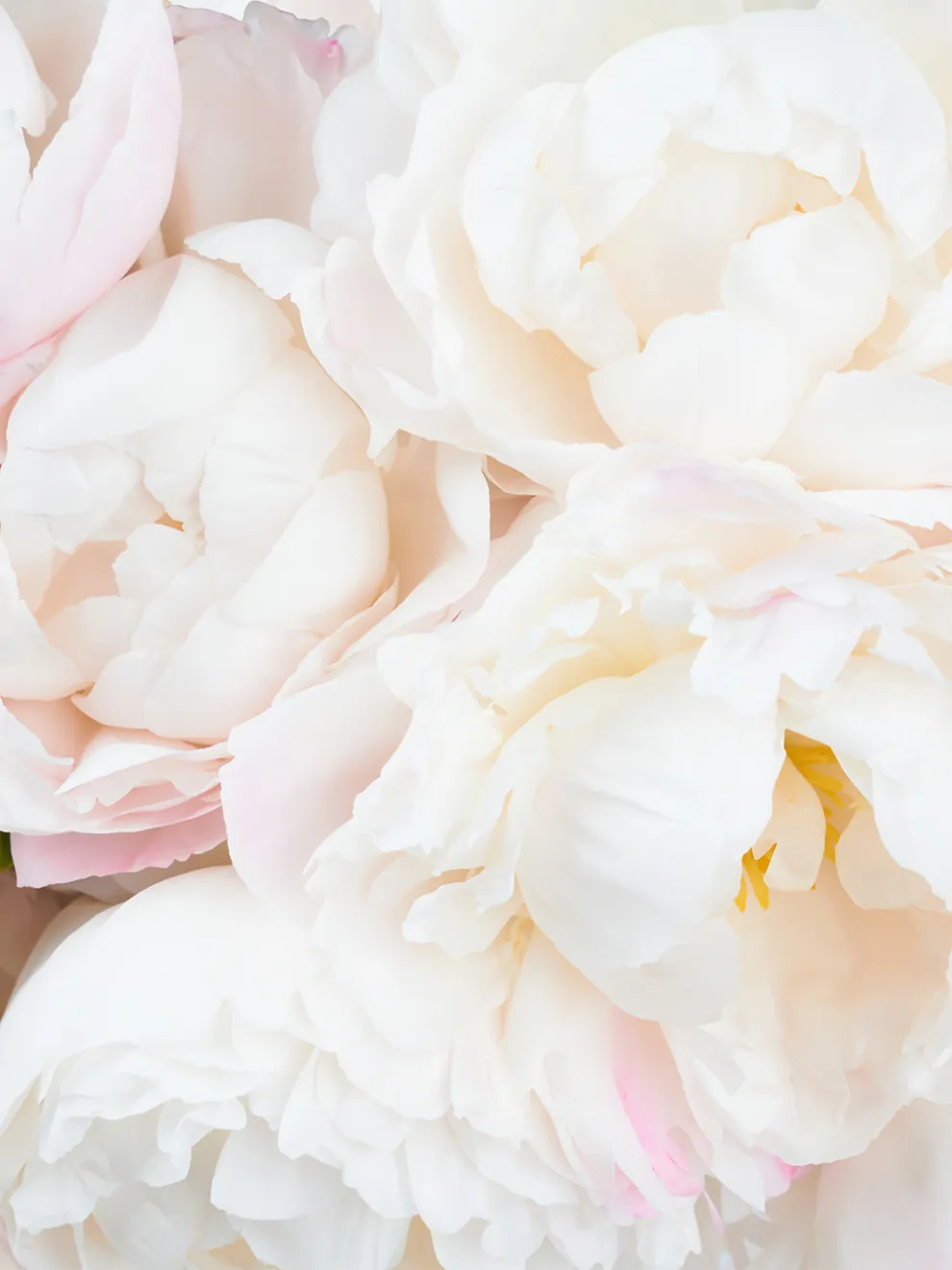 Soft Blushing Peony Wallpaper Mural